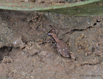 Cylindera cursitans